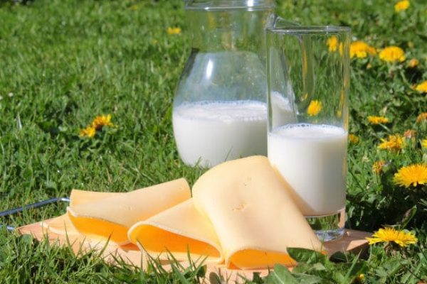 La fabrication du fromage, les grandes étapes en image