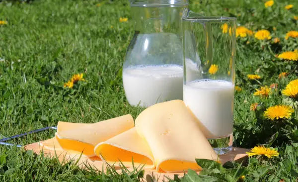 Le lait : ingrédient de base dans la fabrication du fromage