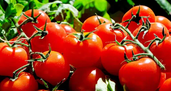 Choisir de bonnes tomates pour une sauce bolognaise réussie
